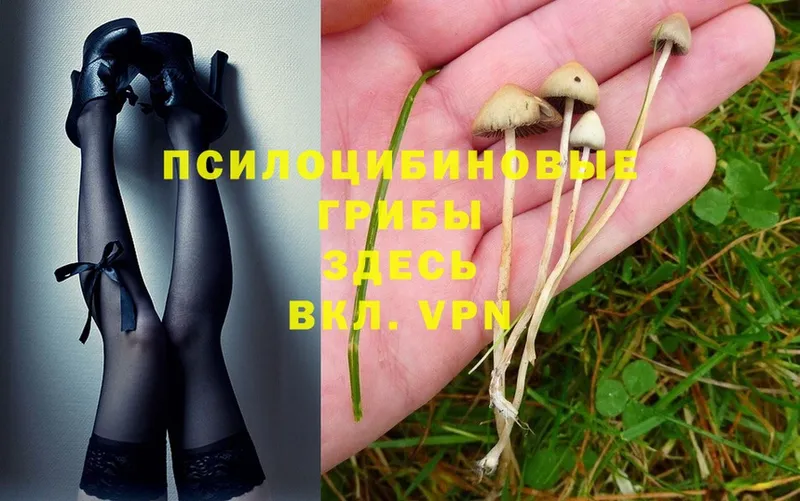 Псилоцибиновые грибы Psilocybe  Инза 